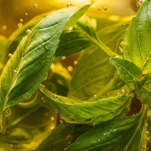 Basil Essential Oil