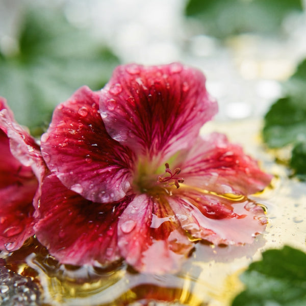 Geranium